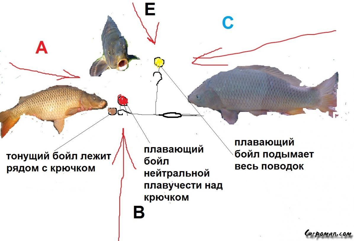 Рыбалка на бойлы: оснастка, монтаж, секреты уловистой рыбалки
